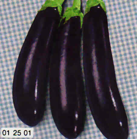 MELANZANA LUNGA VIOLETTA DI NAPOLI 3 GR.50